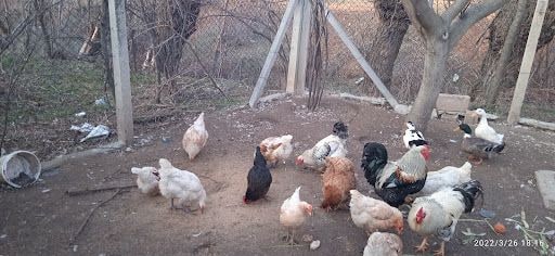 Yorum fotoğrafı 6