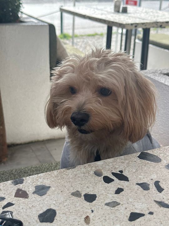 Yorum fotoğrafı 2