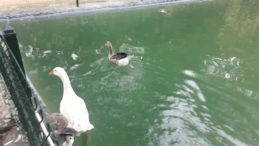 Yorum fotoğrafı 5