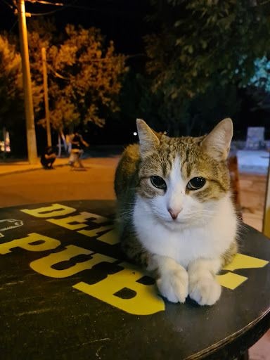 Fotoğraf 12