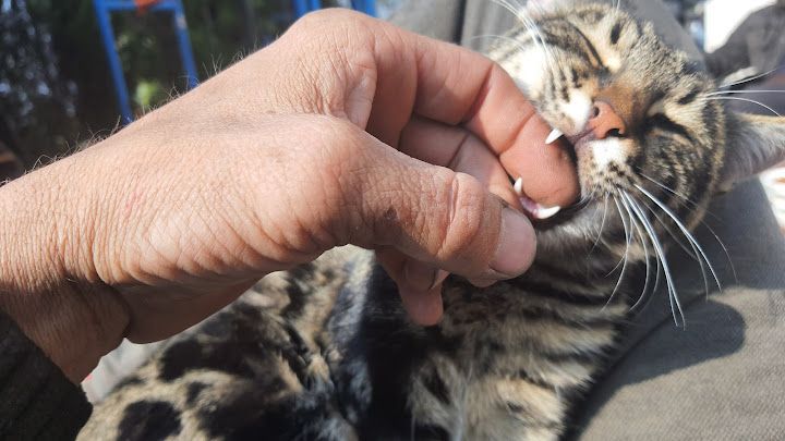 Yorum fotoğrafı 3