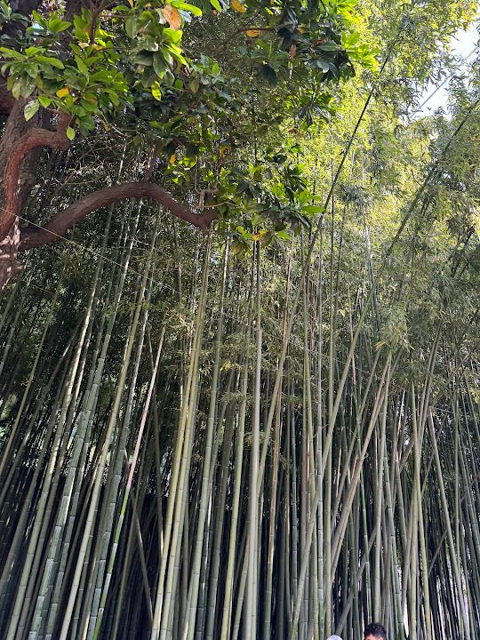 Bambu Bahçesi