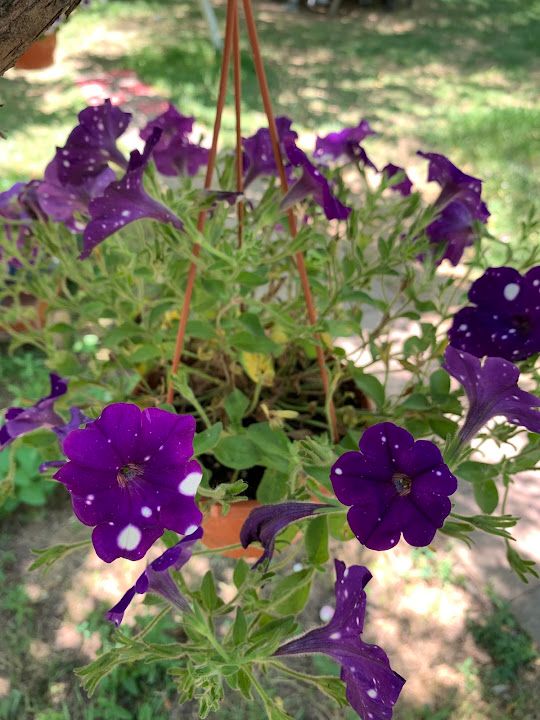 Fotoğraf 53