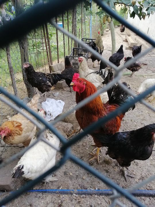 Fotoğraf 55