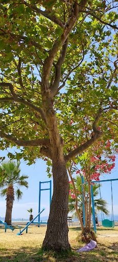 Fotoğraf 14
