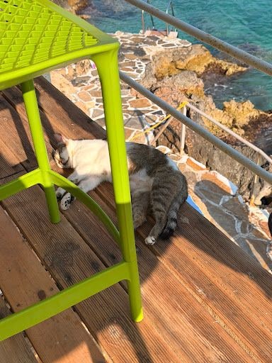 Yorum fotoğrafı 4