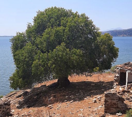 Fotoğraf 39
