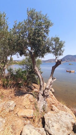 Fotoğraf 34