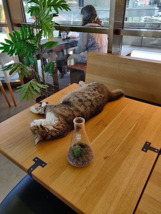 Yorum fotoğrafı 2