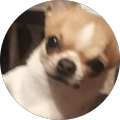 wolleg