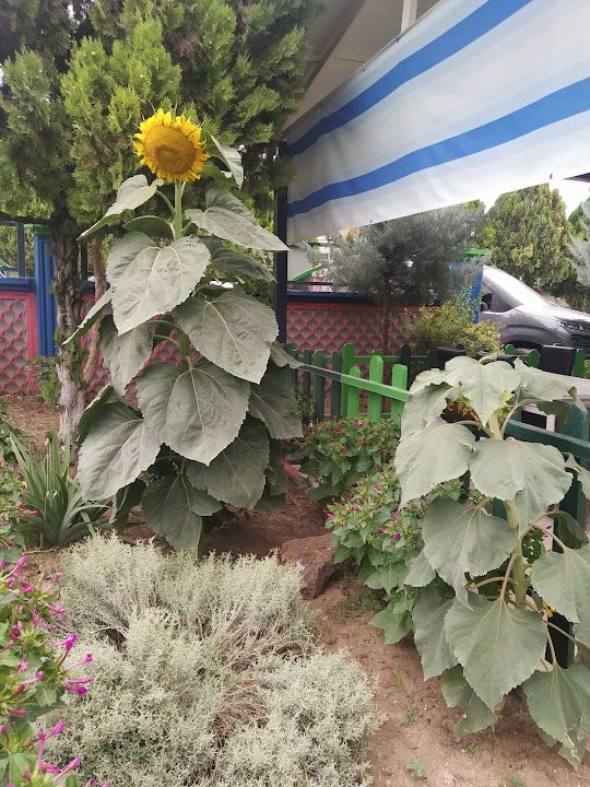 Yorum fotoğrafı 4