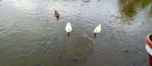 Yorum fotoğrafı 5