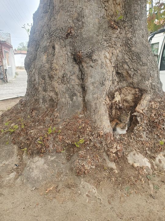 Yorum fotoğrafı 2