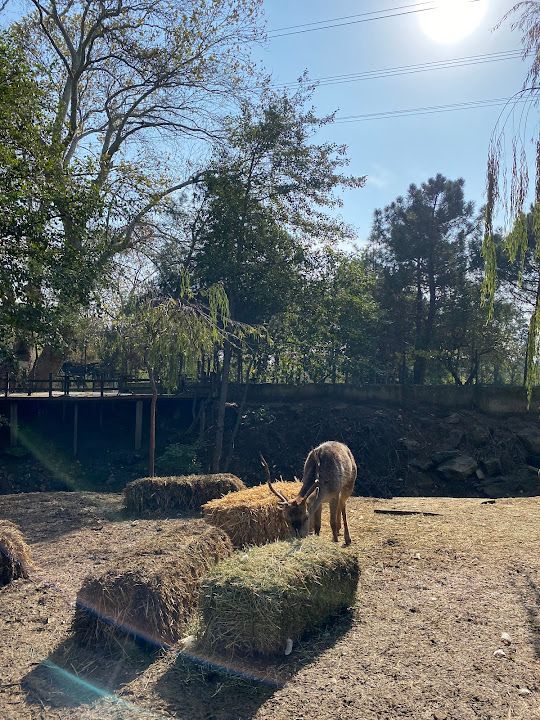 Fotoğraf 85