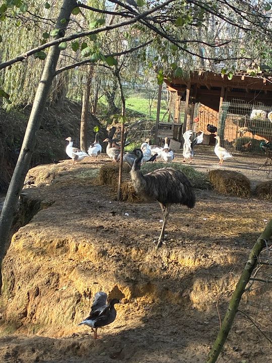Fotoğraf 79