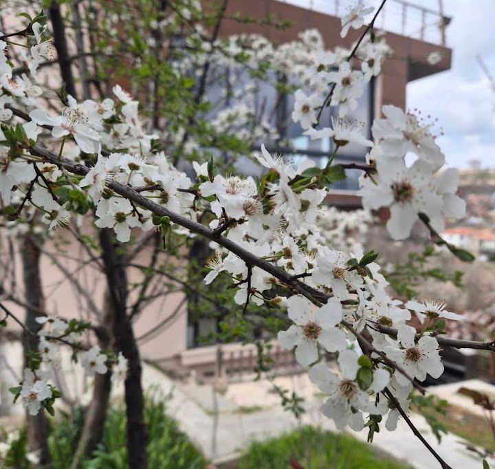 Fotoğraf 33