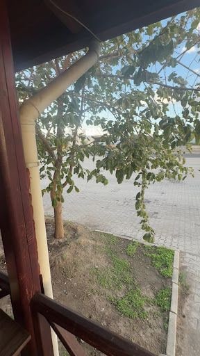 Fotoğraf 12
