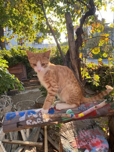 Fotoğraf 13