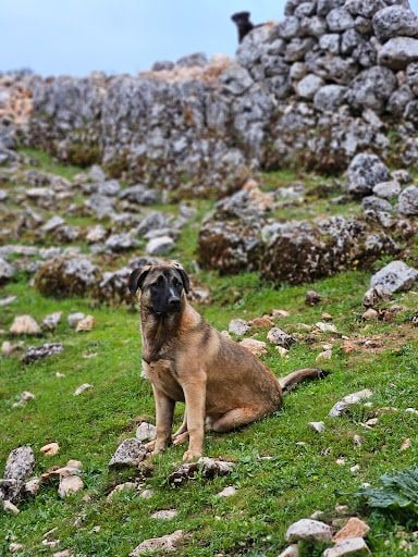 Yorum fotoğrafı 4