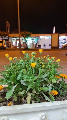 Fotoğraf 27