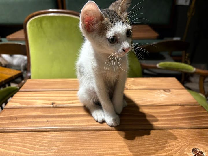 Yorum fotoğrafı 1