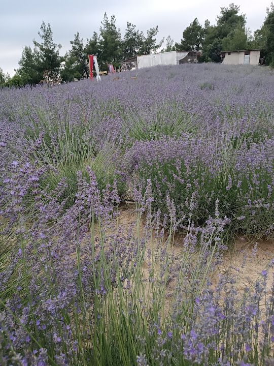 Fotoğraf 13