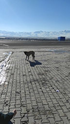 Yorum fotoğrafı 5