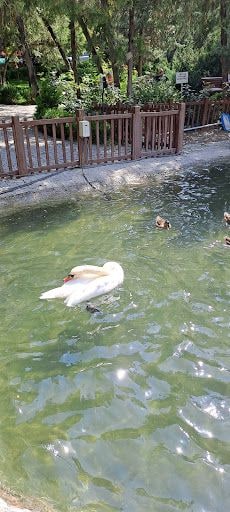 Yorum fotoğrafı 6