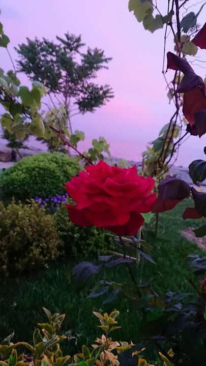 Fotoğraf 50