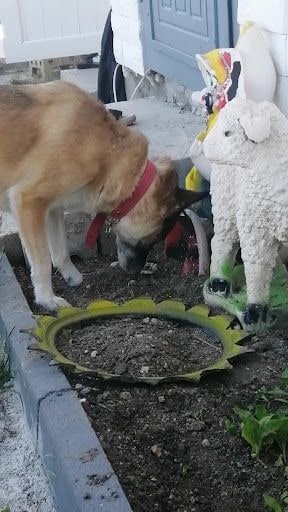 Yorum fotoğrafı 3