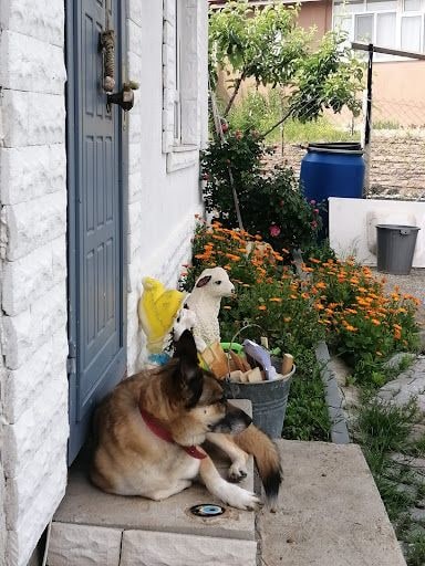 Yorum fotoğrafı 5