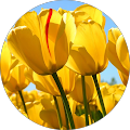 Zuhal T