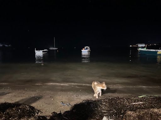 Fotoğraf 17